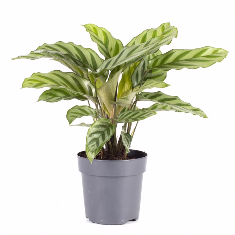 Kalatea 'Freddie'
