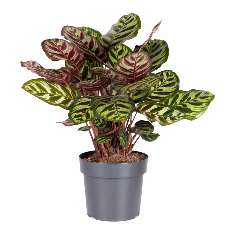 Påfågelsblad