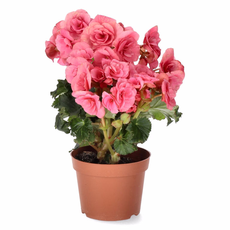 Begonia