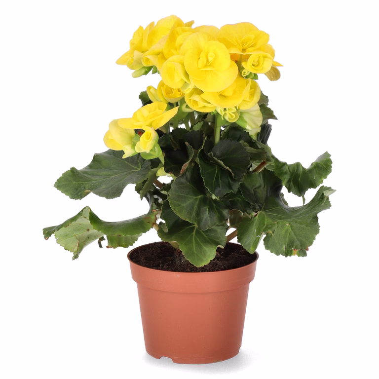 Begonia