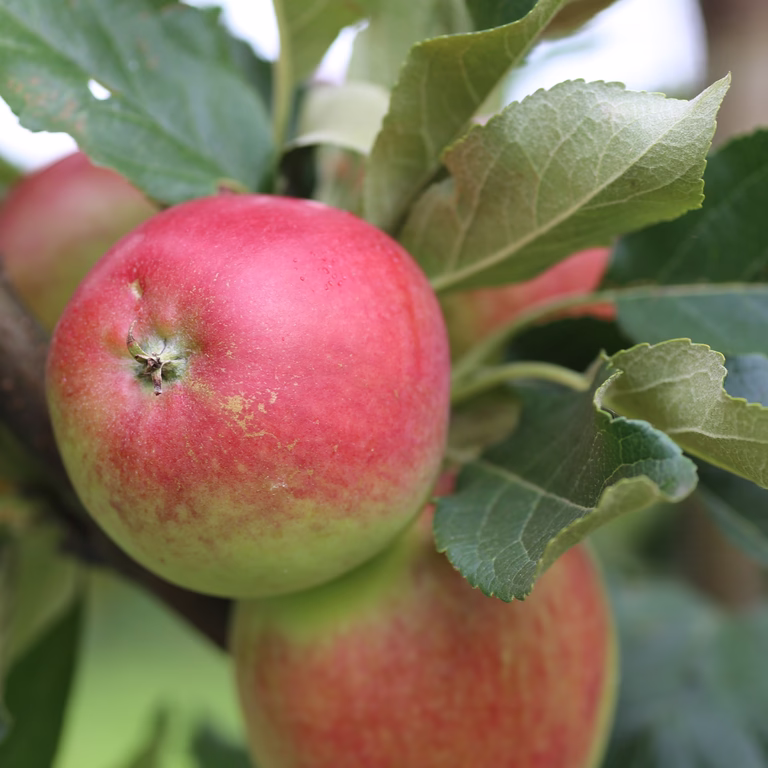 Äpple 'Katja' E A2