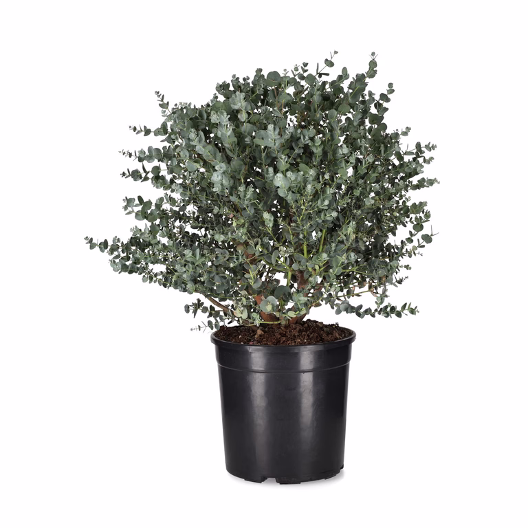 Silvereukalyptus
