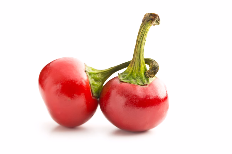 All N. Capsicum Chili 'Hungarian Round' 10,5 cm