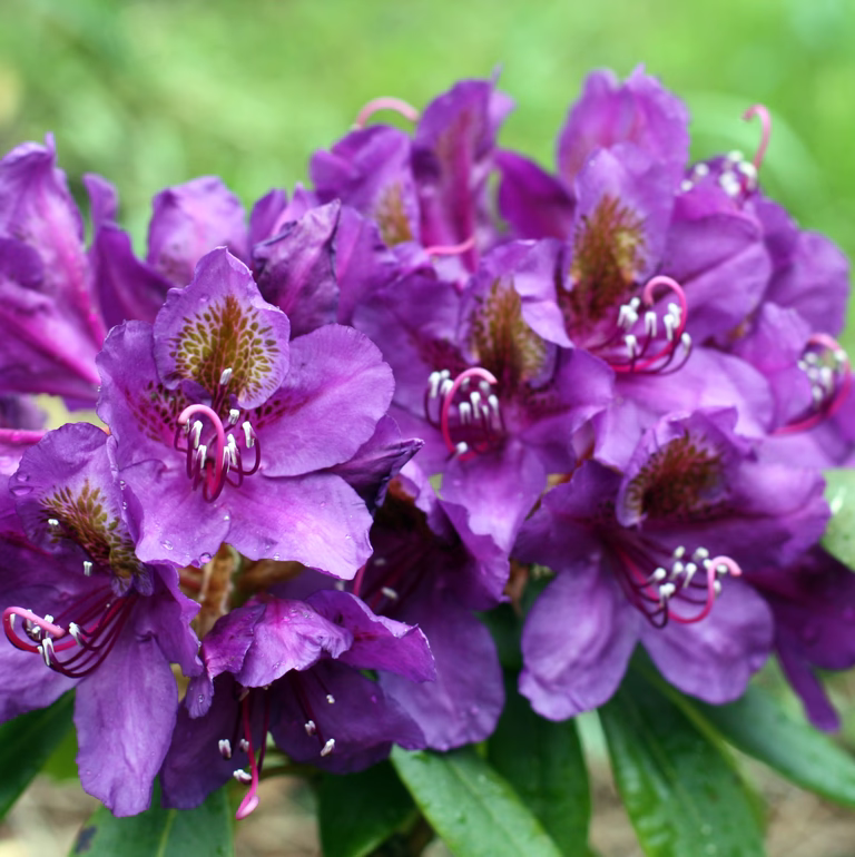 Ponticum-rododendron 'Marcel Menard'