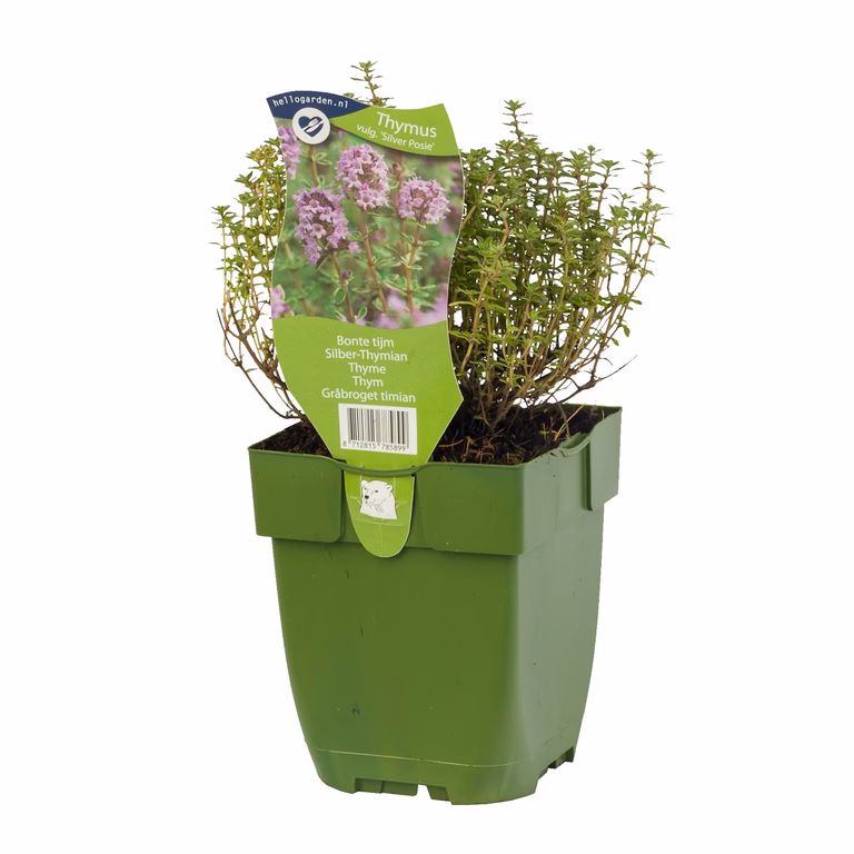 Thymus vulg. 'Silver Posie'