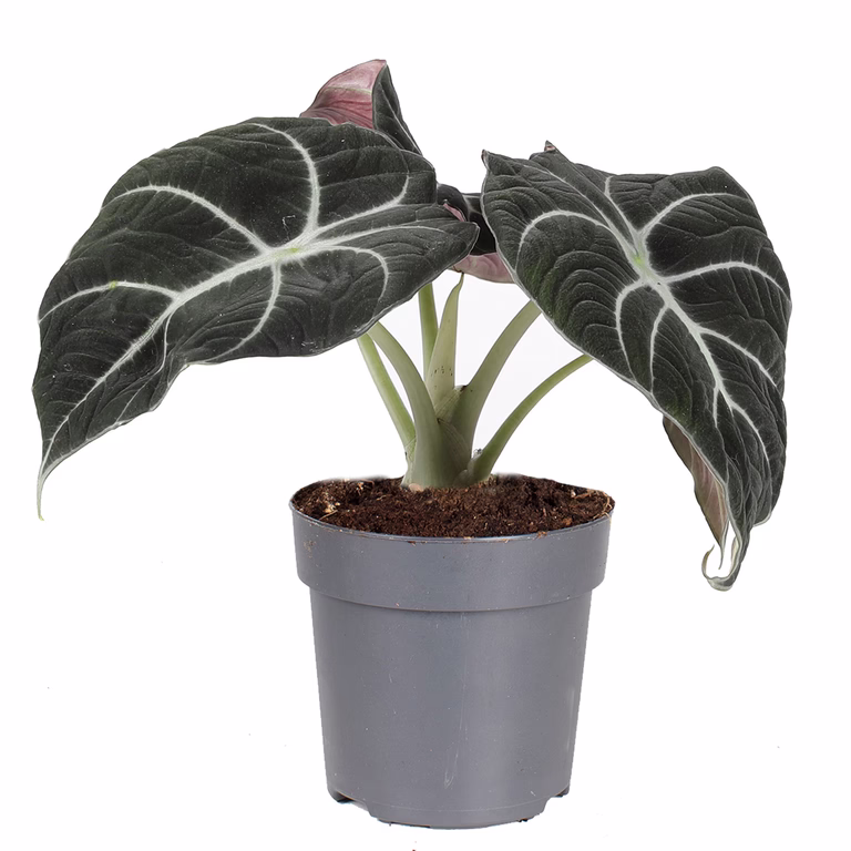 Alokasia 'Black Velvet'