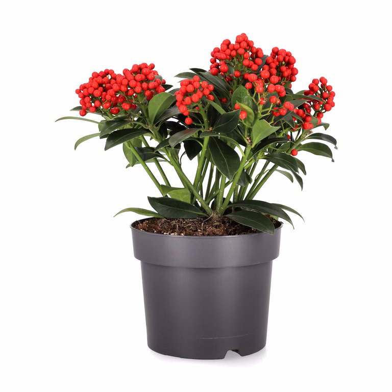 Skimmia j. 'Temptation' 15+ flower 19 cm