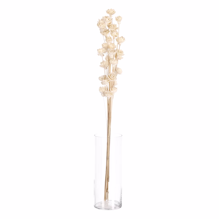 Pappersblomma näckros