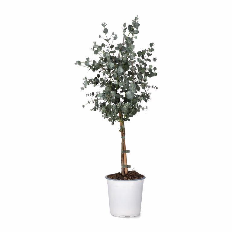 Silvereukalyptus