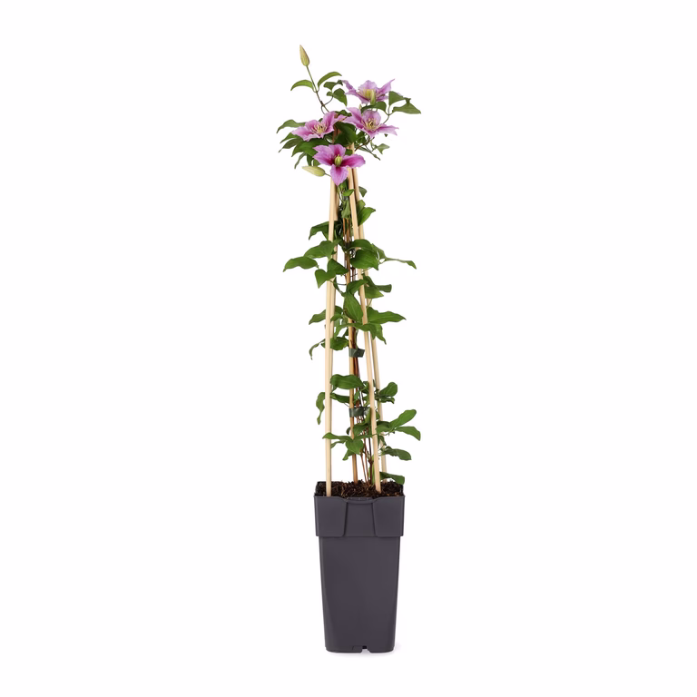 Clematis 'Piilu' 15cm