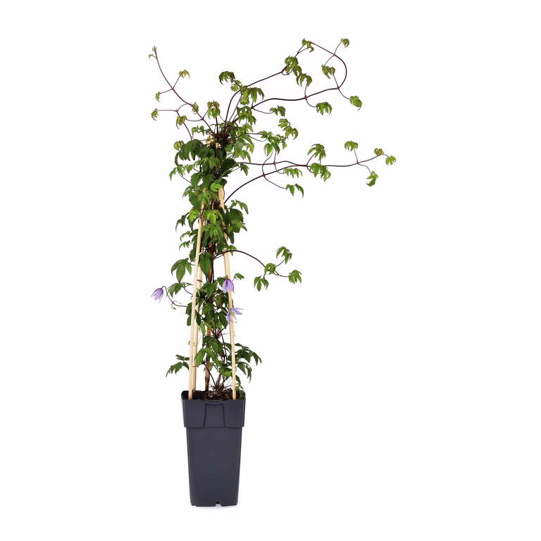 Clematis alpina 15cm