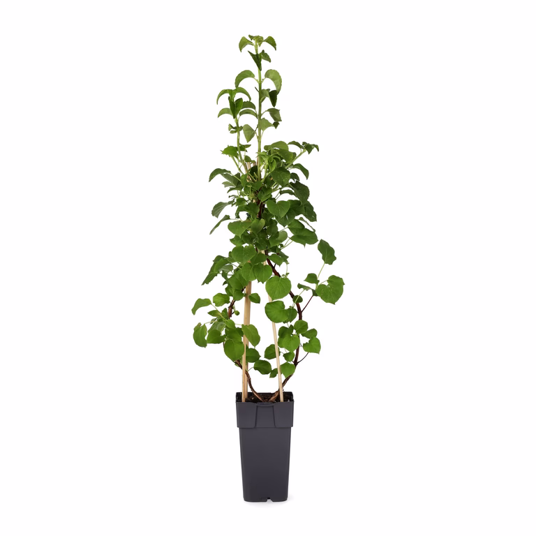 Klätterhortensia