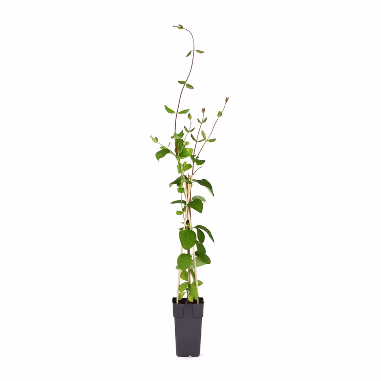 Lonicera x brownii 'Dropmore Scarlet' 15cm