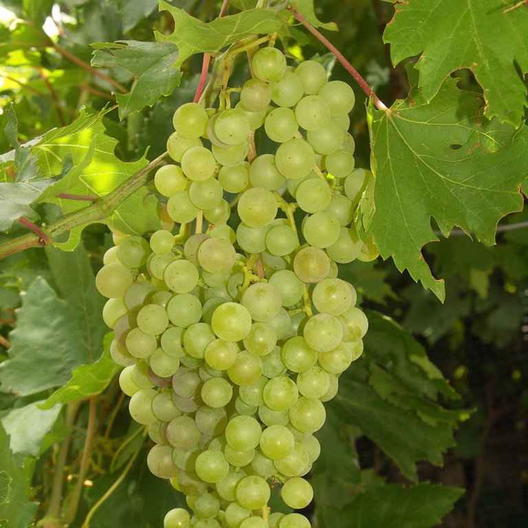 Hybriddruva 'Solaris'