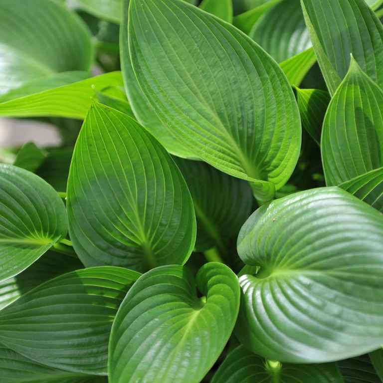 Blåfunkia 'Devon Green'