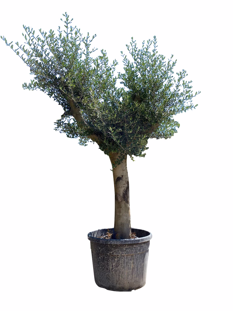 Olea europaea compact big 70 cm