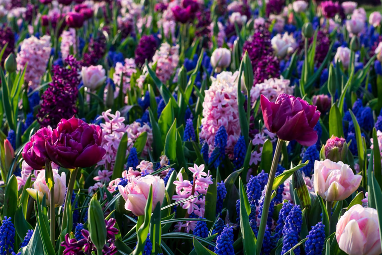 Blomsterlök mix Ratatouille Purple & Blue Tones