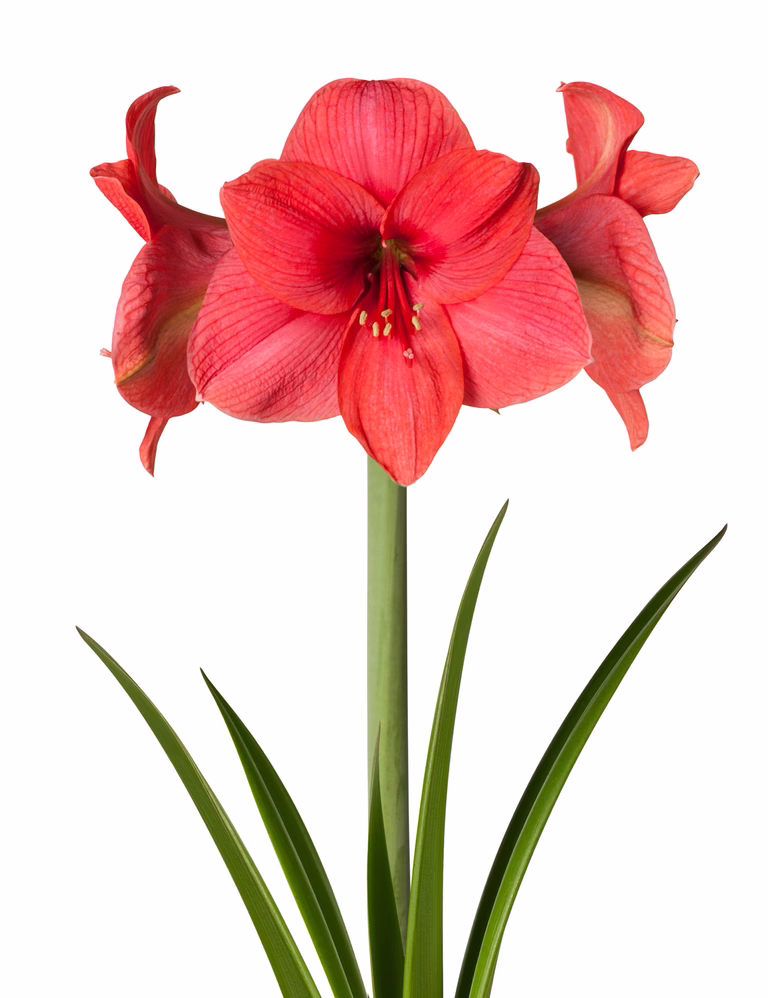 Amaryllis 'Bolero'