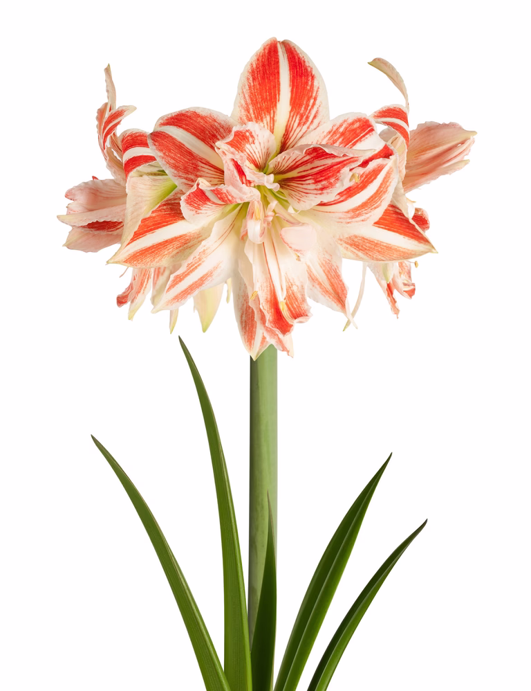 Amaryllis 'Dancing Queen'