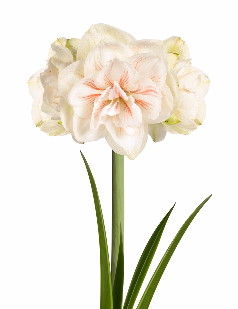 Amaryllis 'Nymph'