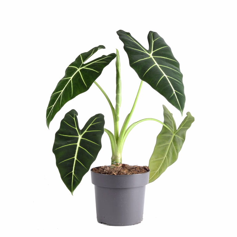 Alokasia 'Frydek'