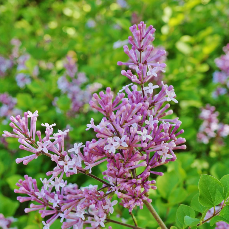 Syringa BLOOMERANG® PINK PERFUME 19cm