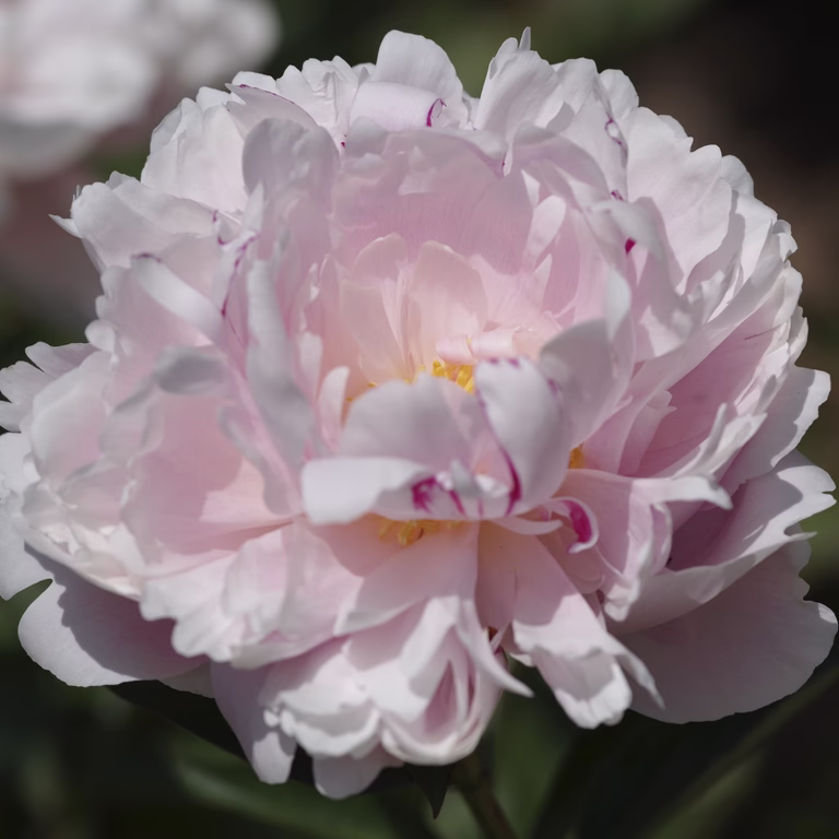 Luktpion 'Alertie'