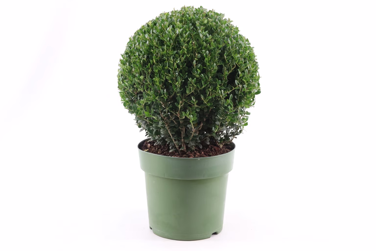 Japansk järnek 'Jenny', boll