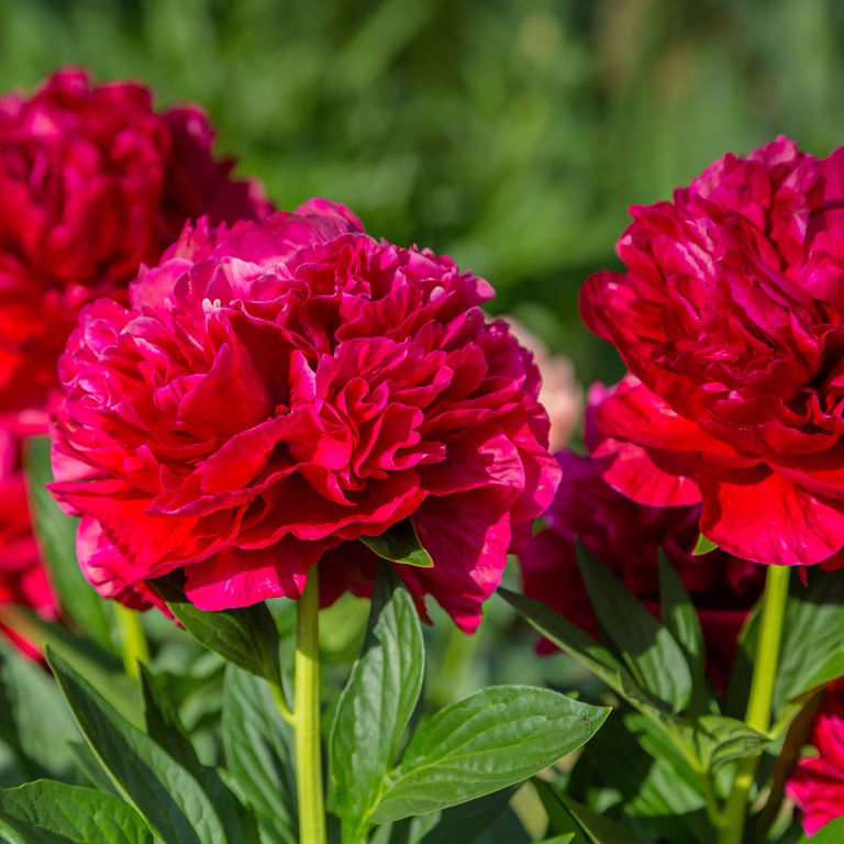 Luktpion 'Red Charm'