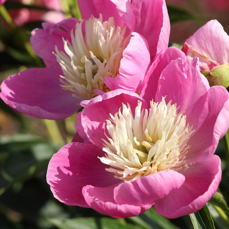 Luktpion 'Bowl of love'