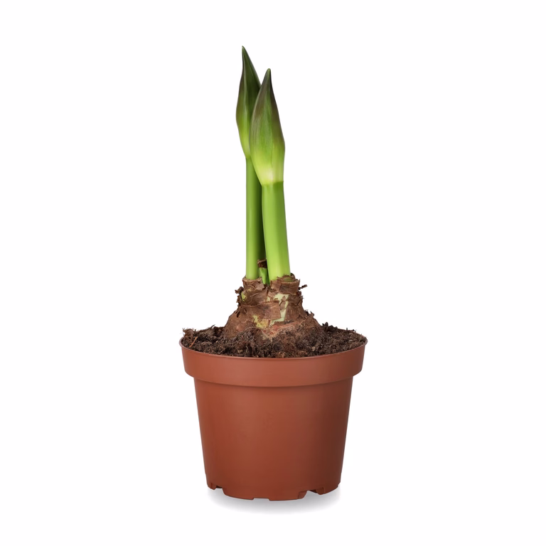 Amaryllis 'Ernst'