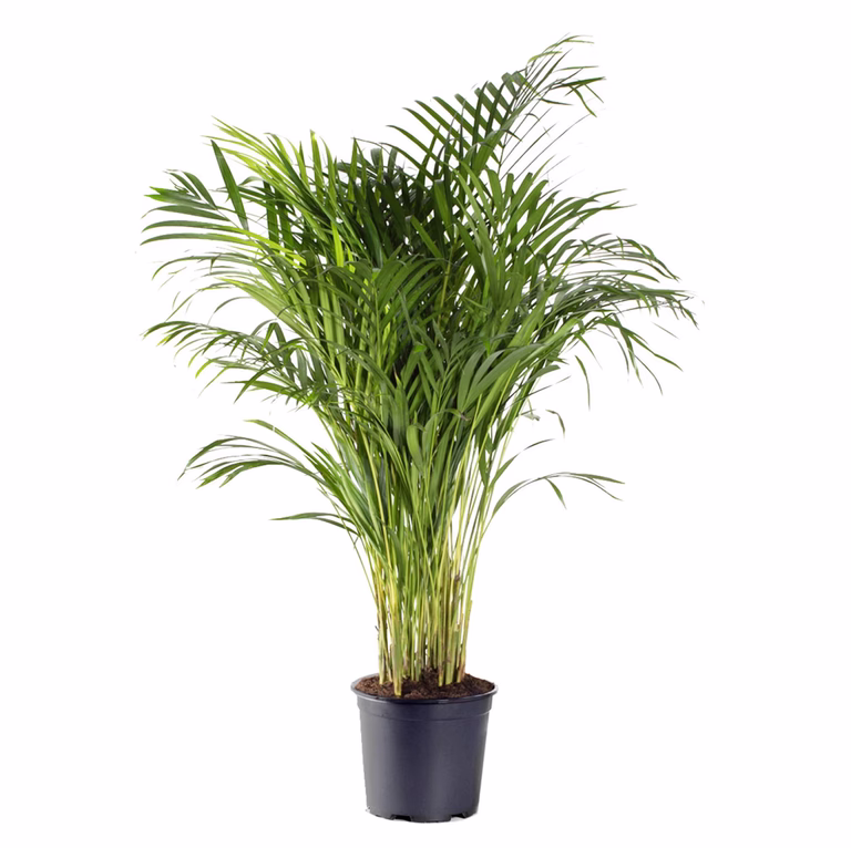 Guldpalm
