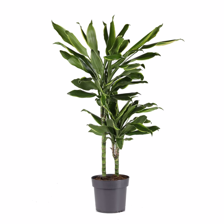 Doftdracena 'Gold Coast'