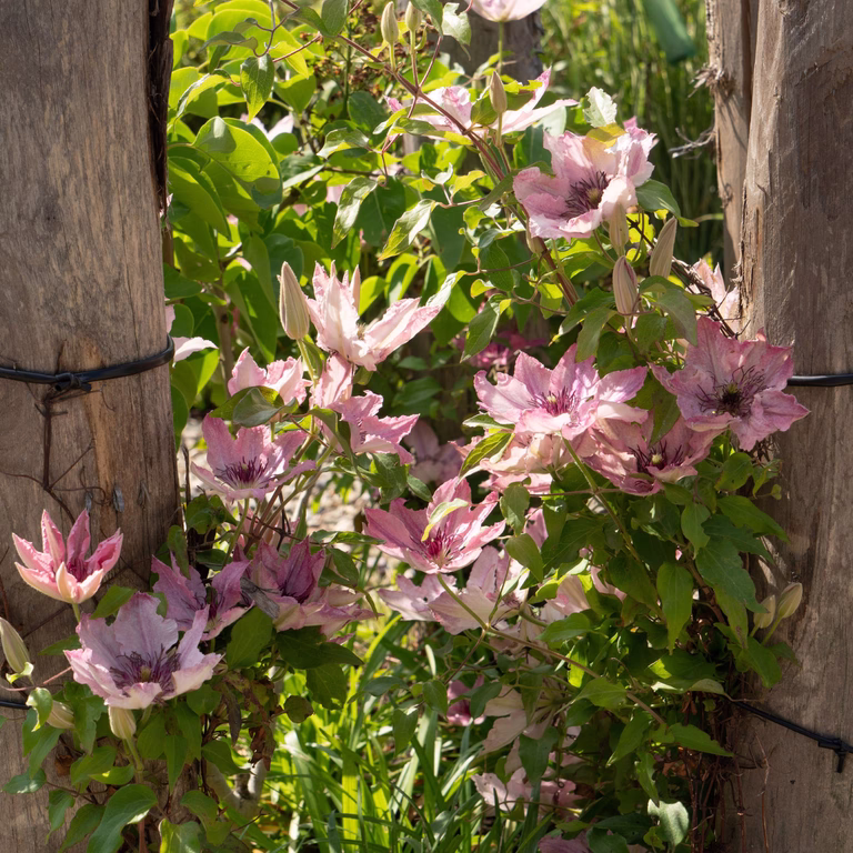 Clematis BOULEVARD® SARAH ELIZABETH™ rack 15cm