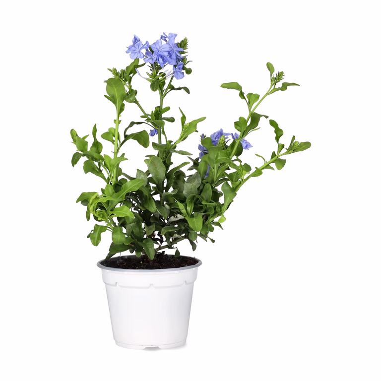 Blyblomma