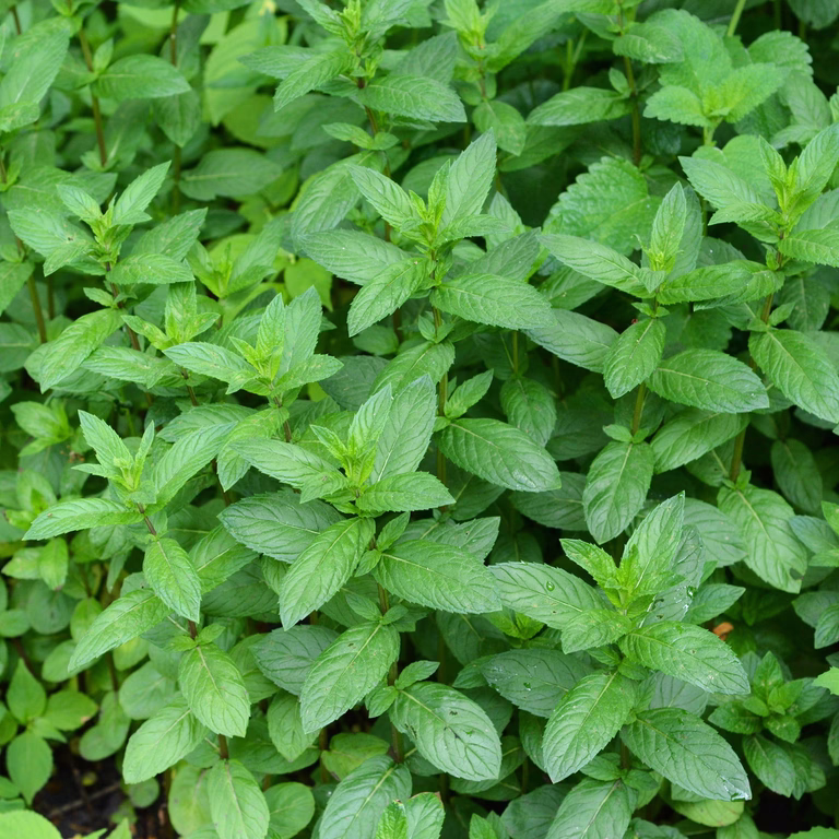 TEA Mentha pip. 'Mandarin'