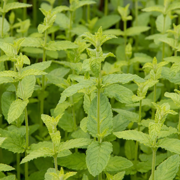TEA Mentha pip. 'Strawberry'