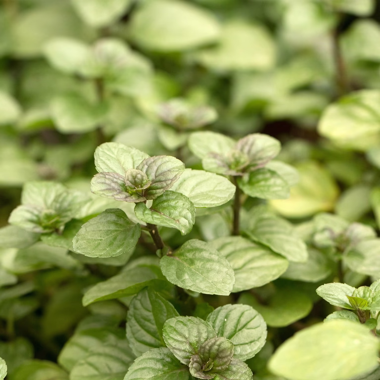 TEA Mentha pip. 'Orange'