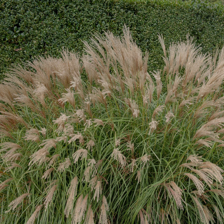 Glansmiskantus 'Adagio'