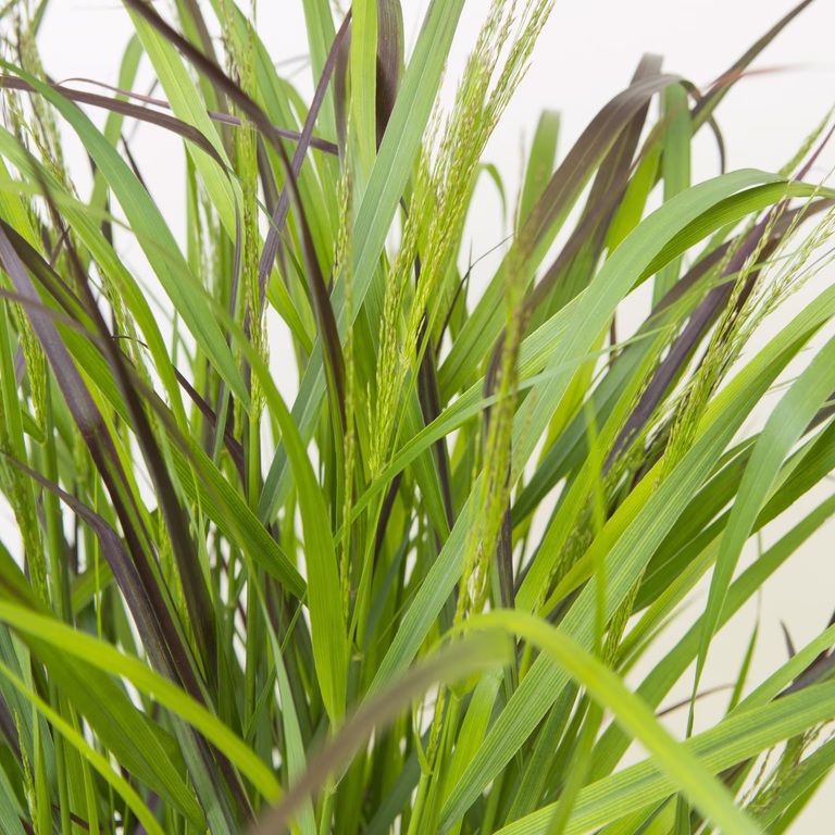 Jungfruhirs 'Squaw'