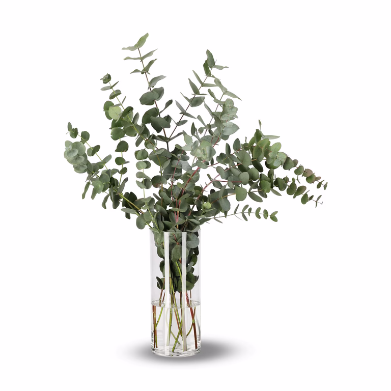 Eukalyptus 5-pack
