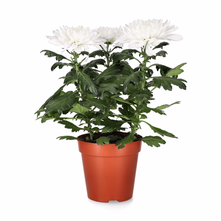 Krysantemum 'Zembla'