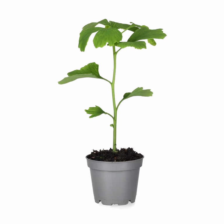 Ginkgo