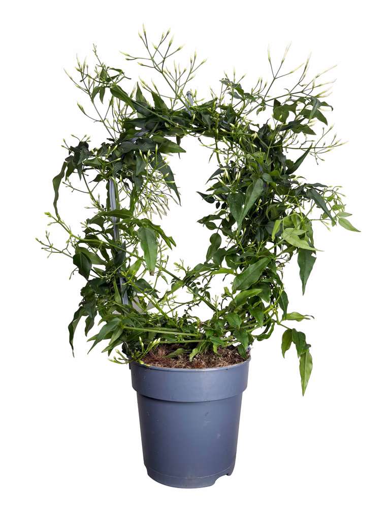 Jasmin 