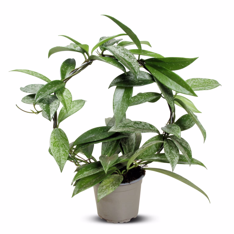 https://media.crystallize.com/pltn/25/7/1/8/@768/hoya_siverspot_b_12.avif