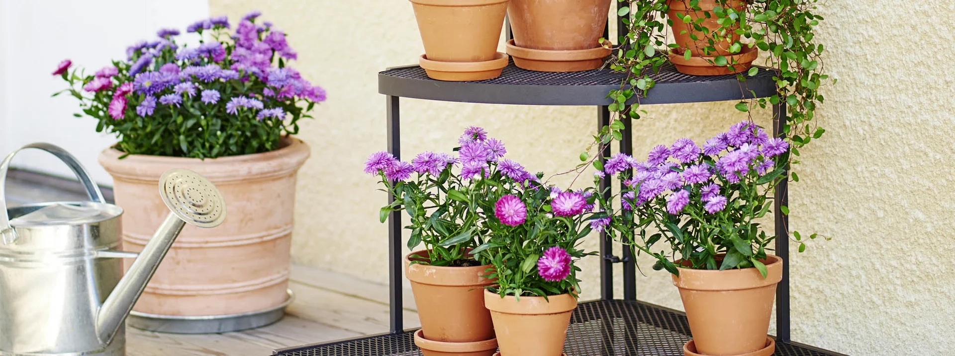 Aster – a summer favorite
