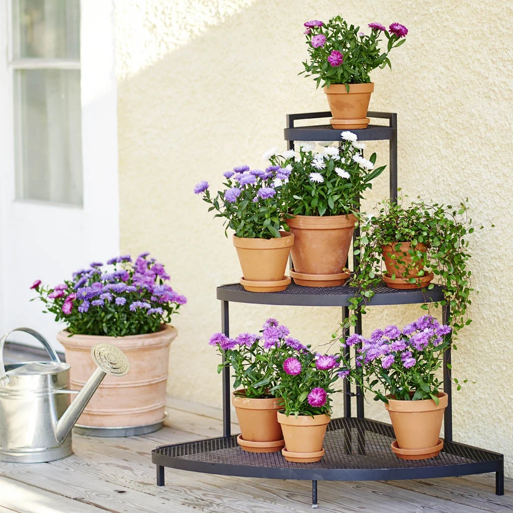 Aster – a summer favorite