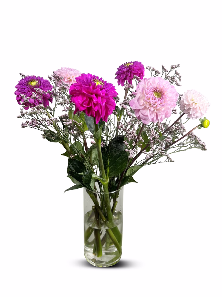 https://media.crystallize.com/pltn/25/8/18/20/@768/dahlia.avif