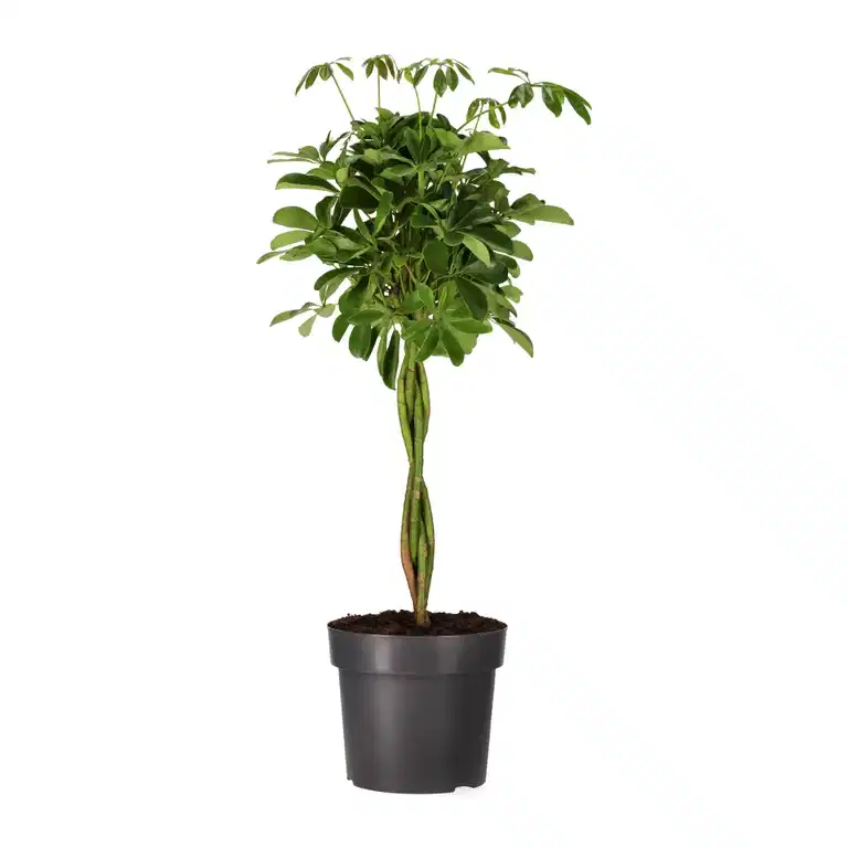 Paraplyaralia 'Nora'