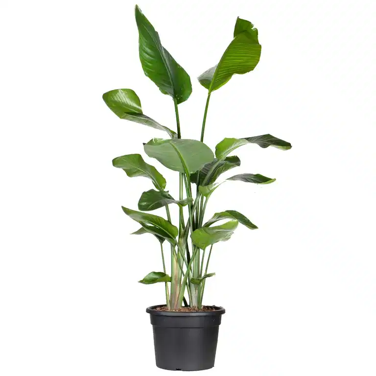 Strelitzia nicolai 35 cm